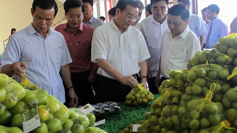 Delegates to the launching ceremony visit the display of Quang Ba seedless persimmon 