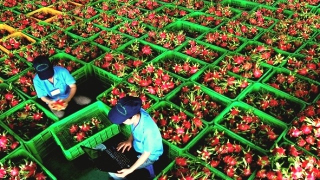 Vietnamese dragon fruit are receiving a warm response from international markets.