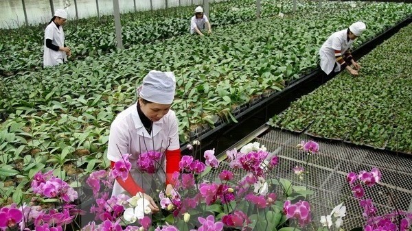 Workers take care of orchids farmed for export (Photo: VNA)