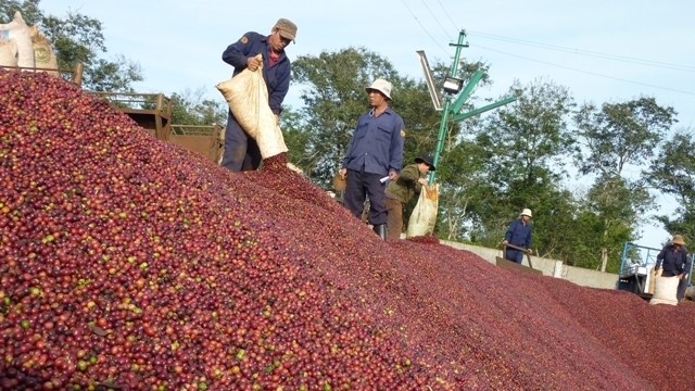 Vietnam’s US$6 billion target in coffee exports requires improved productivity