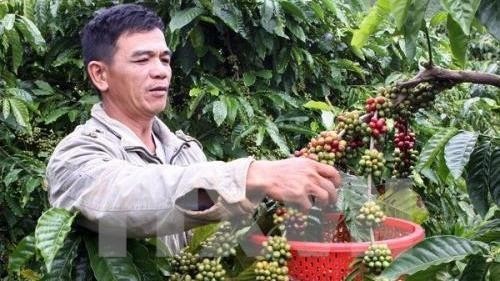 Vietnam joins 12 other countries on the management board of the Asian Coffee Association (ACA) which was officially established on November 27. (Photo: VNA)