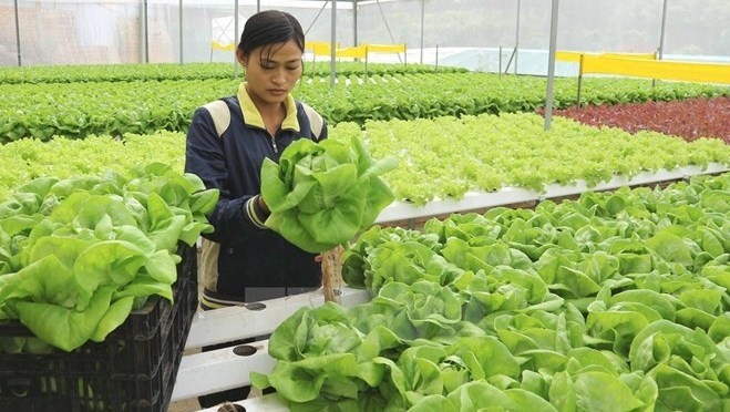 Fruits, vegetables export reach US$ 3.16 billion in 11 months (Photo: VNA)