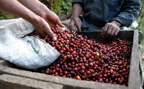 In order to develop the coffee industry sustainably, relevant firms need to incorporate deep processing into their development strategies.