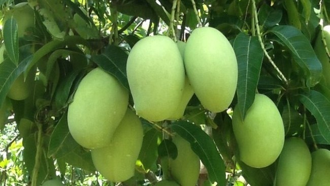 Vietnam's fresh mango will be exported to the US in commercial shipments. (Image for illustration)