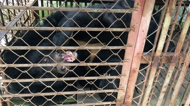 The bear has been in captive in Nguyen Thi Lan's family for more than 20 years and there is no sign of recent bile extraction. (Credit: NDO)