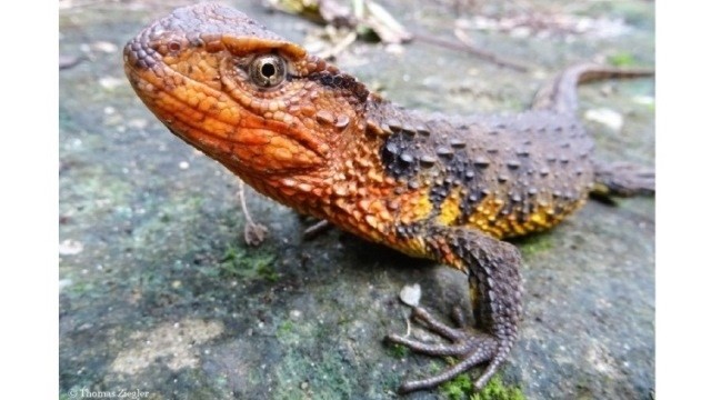 The Vietnamese crocodile lizard found in the northern Vietnam's forests.