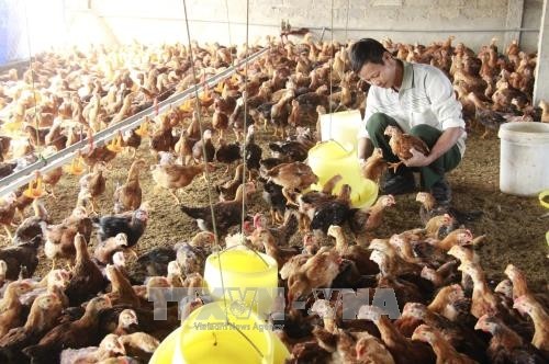 Chicken farm in Minh Lap commune - a model new-style rural area in Dong Hy district, Thai Nguyen province (Photo: VNA)