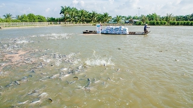 The tra fish farming area of An Giang Fisheries Export and Import Company. 