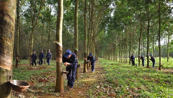 Dak Lak businesses invest in growing rubber in neighbouring countries 