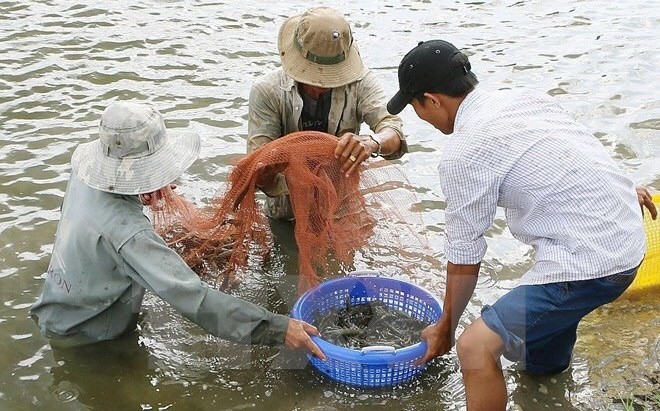 Farmers are harvesting shrimp (Photo: VNA)