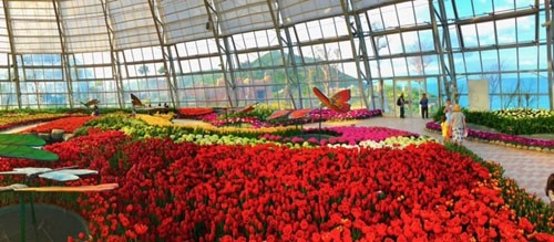 Tulip flower festival to open in Nha Trang 