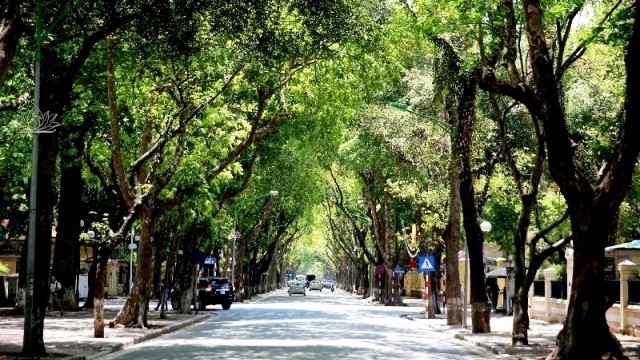 The rows of green trees on Phan Dinh Phung Street 