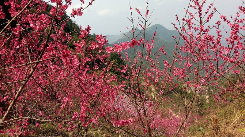 Peach blossoms in Lang Son province