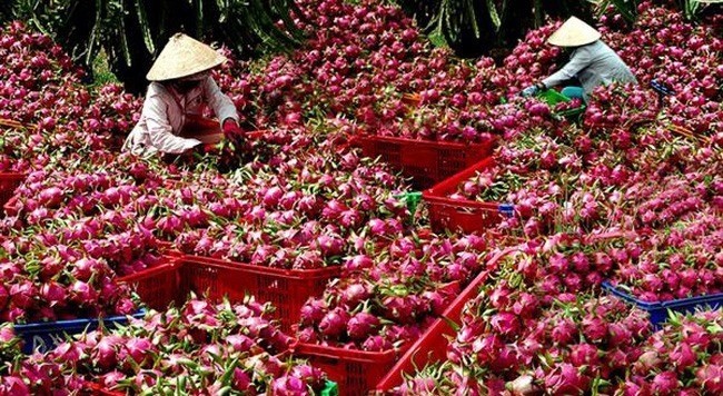 Over 1,500 tonnes of dragon fruits shipped to China via Lao Cai border gate