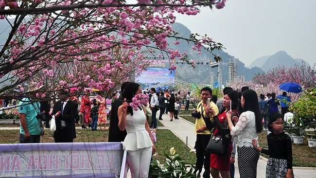 The 2018 Cherry Blossom – Yen Tu Yellow Ochna Flower Festival will take place from March 22-26. (Photo: baoquangninh.com.vn)