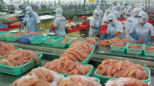 Tra fish processing for export (photo: thuysanvietnam.com.vn)