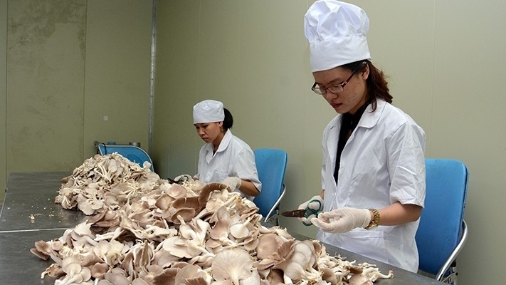 Mushroom production at a company in Thanh Tri, Hanoi (photo: DANG ANH)