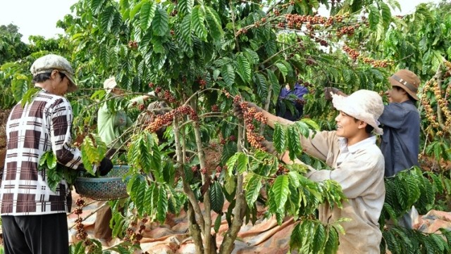 Vietnamese coffee farmers are expected to boost their production towards inclusive and sustainable development due to a new financial support deal recently reached between ADB and JICA.