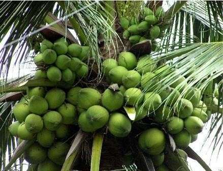 Export duty on coconuts cut to 0%