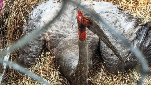 A male red-crowned crane in Tram Chim Park. (Photo courtesy to the Tram Chim National Park)