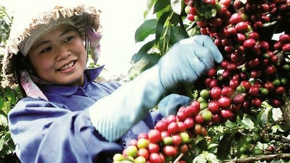 Vietnam exported up to 520,000 tonnes of coffee worth US$1 billion in the first quarter of 2018.