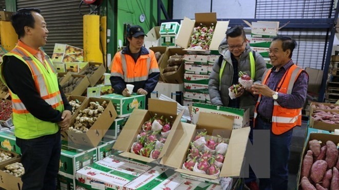 Vietnamese dragon fruits are sold at a fruit wholesale market in Sydey, Australia. (Photo: VNA)