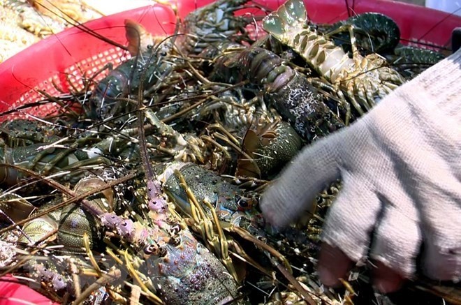 The success of the lobster industry here has helped improve incomes of local farmers (Photo: VNA)