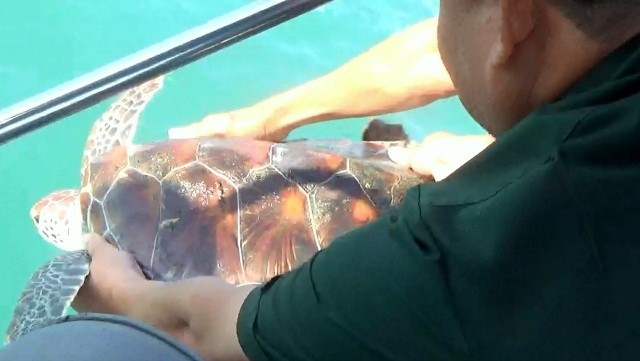 The olive ridley sea turtle was released to Khanh Hoa sea. (Photo: ENV)