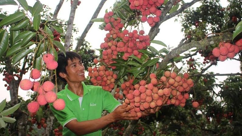 The extremely early maturing lychees of Hai Duong will be picked from May 5 this year (Illustrative image)