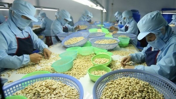Comprehensive advanced technology is crucial to improve cashew processing industry. (Photo: VNA)