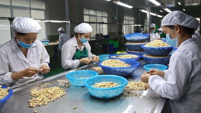 Processing cashews for exports at the Phuc An Processing & Trading Company in Binh Phuoc province.