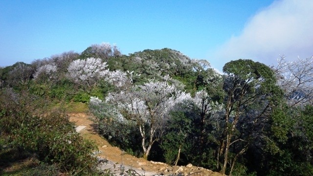 The Phia Oac - Phia Den National Park in winter