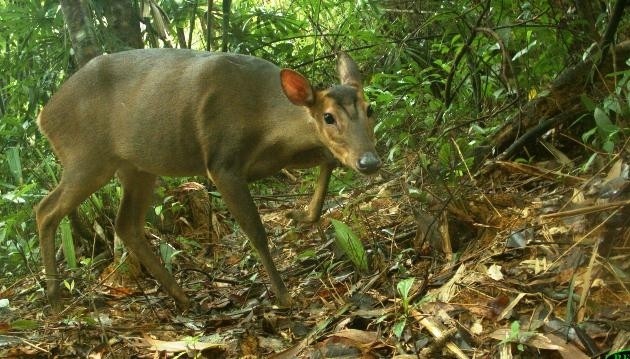 The photograph of a large-antlered muntjac (Muntiacus vuquangensis) in the wild (credit: WWF)