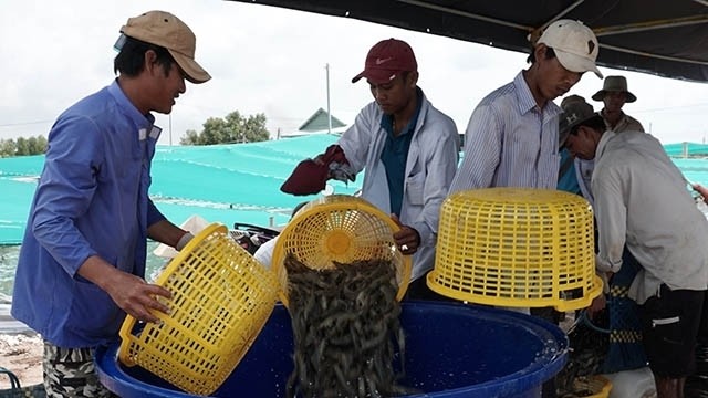 Shrimp farming in Ca Mau province