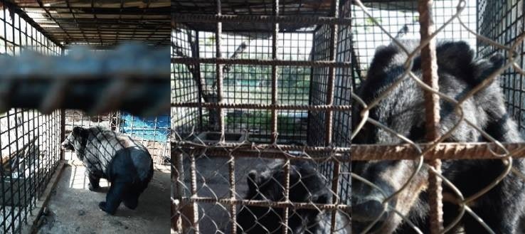 The last captive bear rescued in Can Tho city. (Photo: Free the Bears)