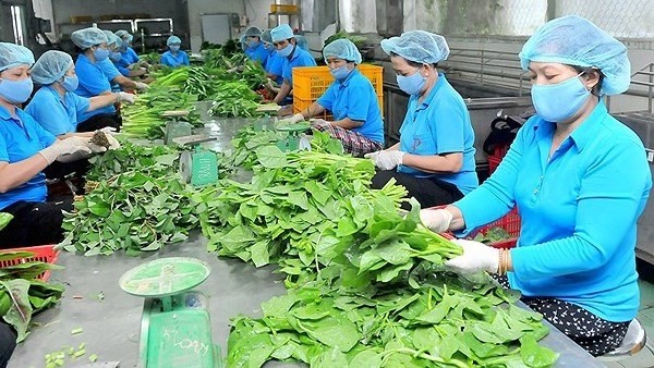 It requires approximately VND21.7 trillion (US$954.8 million) to develop 15,000 effective cooperatives. 