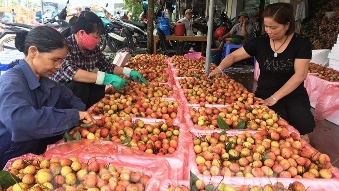 The quality and shape of lychees are considered as the best in the past 10 years (Photo: baohaiduong.vn)