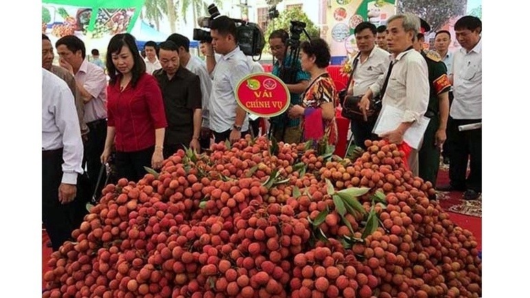 The first-ever Thanh Ha litchi festival opens in the northern province of Hai Duong on June 10. (Photo: NDO)