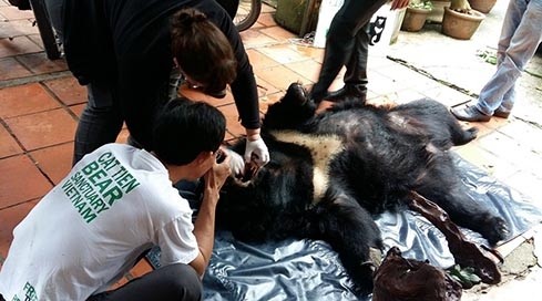 A total of 22 localities across Vietnam have so far reported no more bears held in captivity. 
