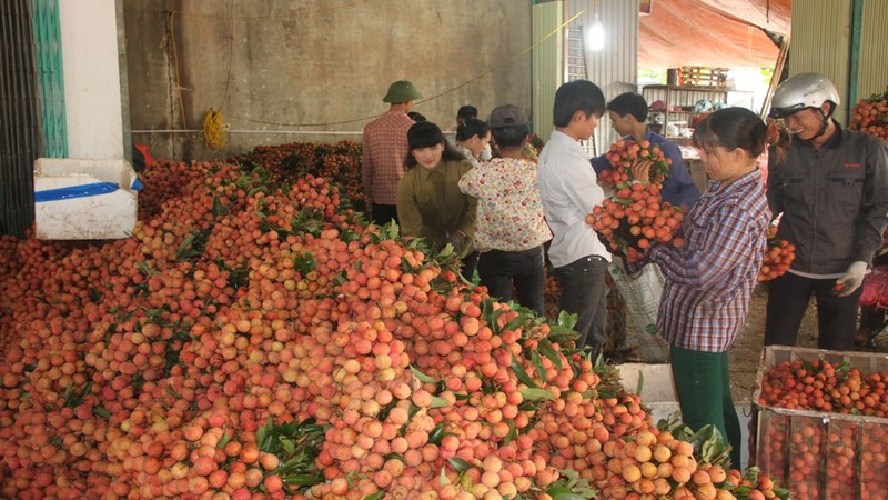 Bac Giang province has more than 700 points for lychee purchase (photo: baobacgiang)