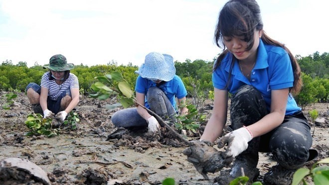 Youth planting trees in a protection forest in Can Gio district, Ho Chi Minh City (Photo: VNA)