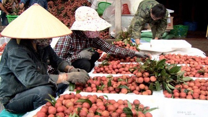 By the end of June 25, Bac Giang province had consumed more than 183,800 tonnes of lychees (illustrative image)
