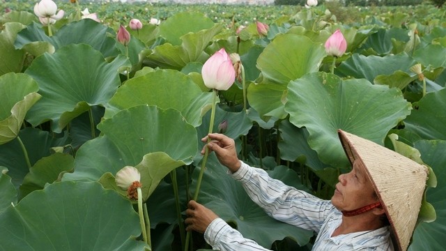 Lotus flowers release their sweetest fragrance when their pink petals are covered with dew.