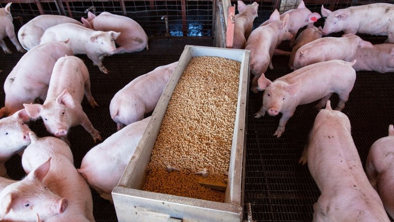 Growing livestock production has made big room for animal feed