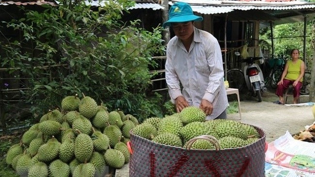 Durian harvestation in Cai Lay district, Tien Giang province. (Photo: VNA)