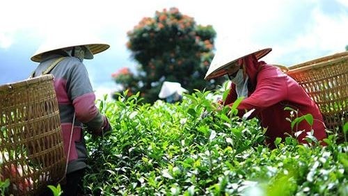 Tea exports to Germany posted the highest growth rate at 132.3%.