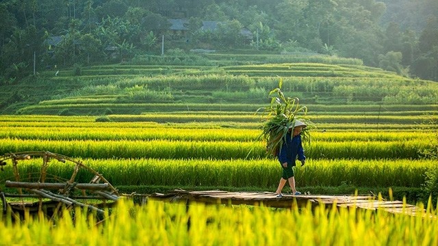 Green terrace fields in Pu Luong 