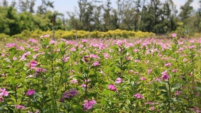 Products made from Vietnamese medicinal herbs have been exported to many countries such as Japan, Germany and France.