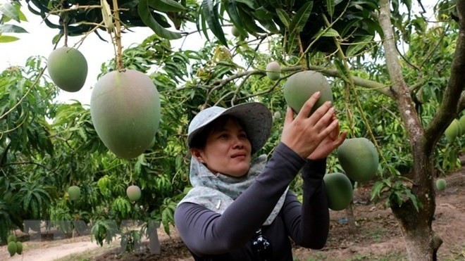 A farmer tends to mango trees at a farm in Loc Hung commune of Loc Ninh district, southern Binh Phuoc province (Photo: VNA)
