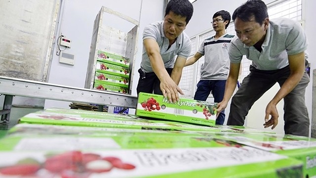 Hai Duong province’s lychee irradiated prior to export to the Australian market. (Photo: NDO)